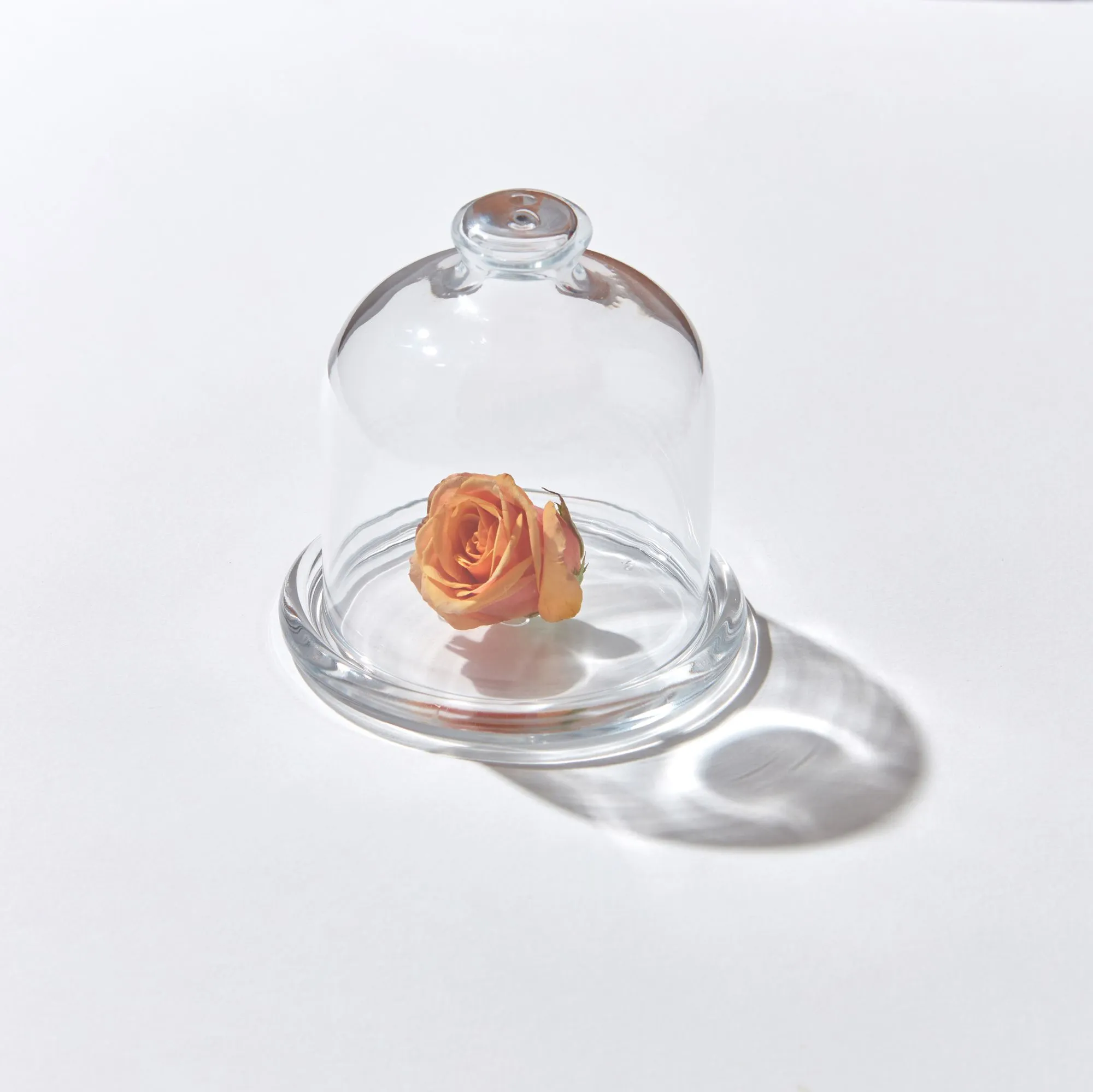 Egg Freezing Before Chemotherapy: What You Need to Know 