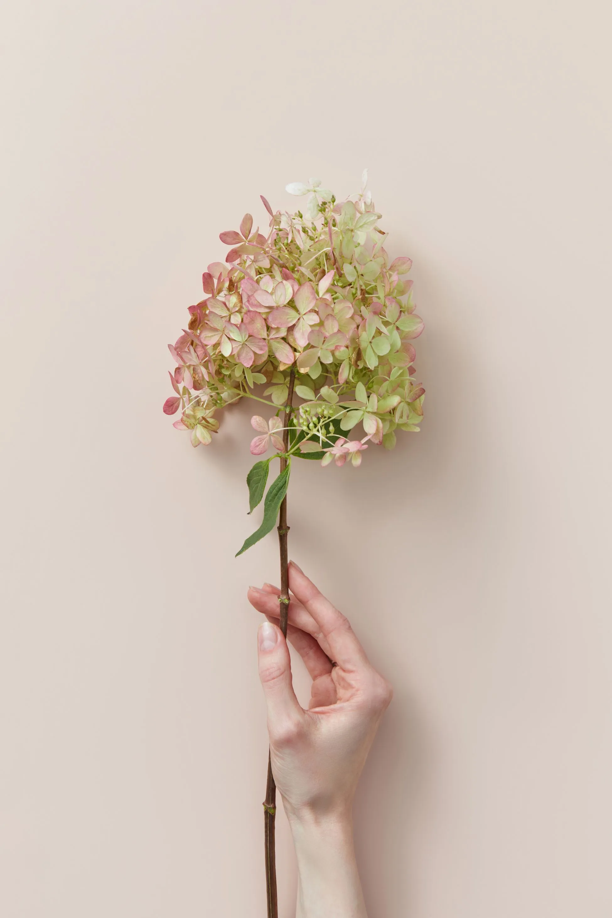 Hand holding hydrangea